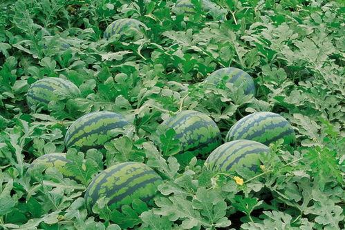 娱乐吃瓜场地图片真实高清,高清图鉴揭秘现场盛况